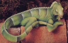 iguana
